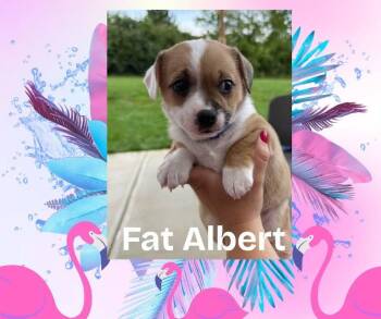 Albert -  French Bulldog and Chihuahua Dog for Adoption in Bromley, Kentucky - Albert | PetCurious