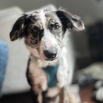 June -  Terrier and Mixed Breed Dog for Adoption in Fairfax Station, Virginia - June | PetCurious