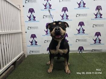 American Staffordshire Terrier and Rottweiler Dogs Available for Adoption in Orlando, Florida - ZEUS | PetCurious