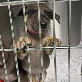 Shepherd Dogs Available for Adoption in Lakeland, Florida - Pawlina | PetCurious
