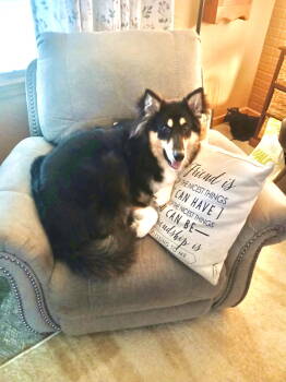 Rescue Collie Dogs for Adoption in Estherville, Iowa - Rainey | PetCurious