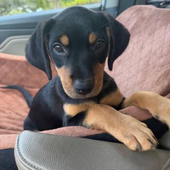 Sammy -  Mixed Breed Dog for Adoption in Daphne, Alabama - Sammy | PetCurious