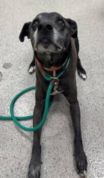 Pixie -  Labrador Retriever and Mixed Breed Dog for Adoption in Fishers, Indiana - Pixie | PetCurious