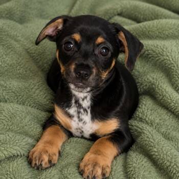 Zuzu -  Miniature Pinscher and Mixed Breed Dog for Adoption in Tucson, Arizona - Zuzu | PetCurious