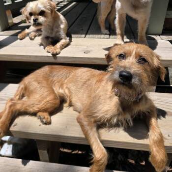 Mary -  Cairn Terrier and Mixed Breed Dog for Adoption in Kansas City, Missouri - Mary | PetCurious