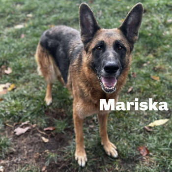 Rescue German Shepherd Dog Dogs for Adoption in Gladstone, Michigan - Mariska 250858 | PetCurious