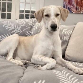Ward -  Mixed Breed Dog Available for Adoption in Franklin Township, New Jersey - Ward | PetCurious