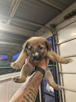 Mixed Breed Dogs Available for Adoption - TULIP | PetCurious