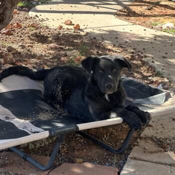 Border Collie Dogs Available for Adoption - Donkey | PetCurious