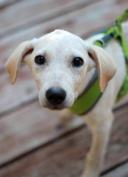 Rockee -  Labrador Retriever and Hound Dog for Adoption in Skyline, Minnesota - Rockee | PetCurious