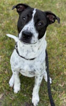 CODY -  Pointer and American Staffordshire Terrier Dog for Adoption in Fort Lauderdale, Florida - CODY | PetCurious