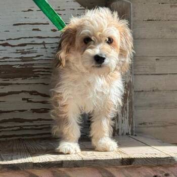 Otile -  Shih Tzu and Poodle Dog for Adoption in Carrollton, Texas - Otile | PetCurious
