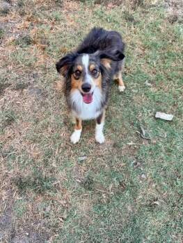 Deputy -  Australian Shepherd Dog for Adoption in Temple, Texas - Deputy | PetCurious
