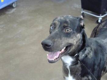 Mixed Breed Dogs Available for Adoption - ZIGGY | PetCurious