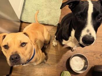 Neal -  Pit Bull Terrier and Mixed Breed Dog for Adoption in Atlanta, Georgia - Neal | PetCurious