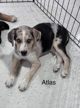 Atlas -  Shepherd and Catahoula Leopard Dog Dog for Adoption in Mobile, Alabama - Atlas | PetCurious