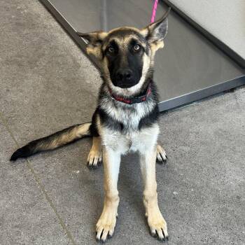 Sentry -  Mixed Breed Dog for Adoption in Las Cruces, New Mexico - Sentry | PetCurious