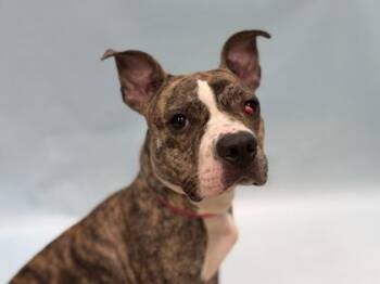 Side Quest -  Pit Bull Terrier and Mixed Breed Dog for Adoption in Minneapolis, Minnesota - Side Quest | PetCurious