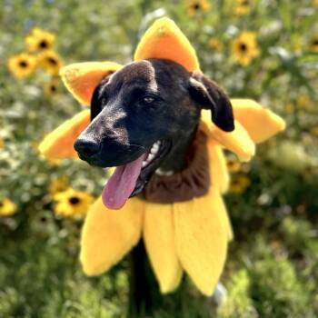 Rescue Labrador Retriever and Border Terrier Dogs for Adoption in Sugar Land, Texas - Poppy Rae | PetCurious