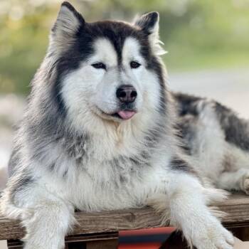 Lolin -  Husky and Mixed Breed Dog for Adoption in Portland, Oregon - Lolin | PetCurious