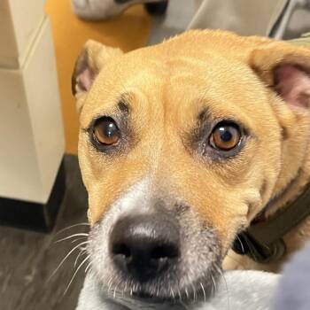 Juu -  Mixed Breed Dog for Adoption in Philadelphia, Pennsylvania - Juu | PetCurious