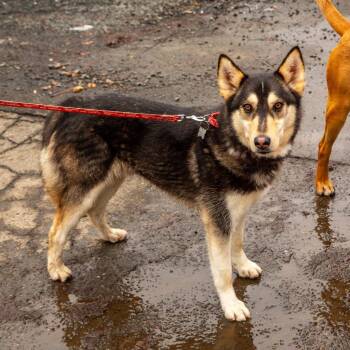 Husky and Terrier Dogs Available for Adoption - Pita | PetCurious