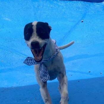 Rescue Mixed Breed Dogs for Adoption in Humacao, Humacao - Duri | PetCurious