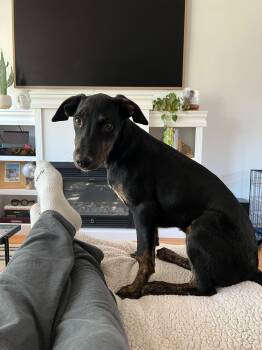 Estee -  Mixed Breed Dog for Adoption in Richmond, Virginia - Estee | PetCurious