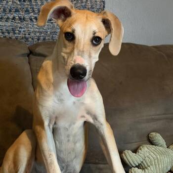 Makenzie -  Mixed Breed Dog for Adoption in Wheeling, Illinois - Makenzie | PetCurious
