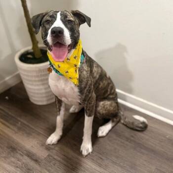 Gracie Sparkle Socks -  Catahoula Leopard Dog and Mountain Cur Dog for Adoption in Friendswood, Texas - Gracie Sparkle Socks | PetCurious
