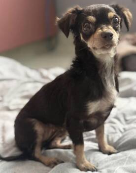 Terrier Dogs Available for Adoption in Grass Valley, California - Eloise | PetCurious