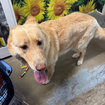 German Shepherd Dog Dogs Available for Adoption in Eureka Springs, Arkansas - Harper | PetCurious