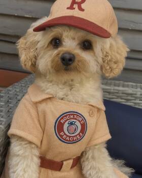 Rescue Poodle Dogs for Adoption in Valley Center, Kansas - Marla | PetCurious