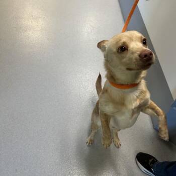Randall -  Mixed Breed Dog for Adoption in Hampton Bays, New York - Randall | PetCurious