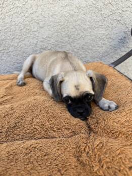Pancakes -  Pug and Beagle Dog for Adoption in Dana Point, California - Pancakes | PetCurious