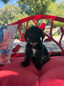 Simon -  Goldendoodle Dog for Adoption in Temecula, California - Simon | PetCurious