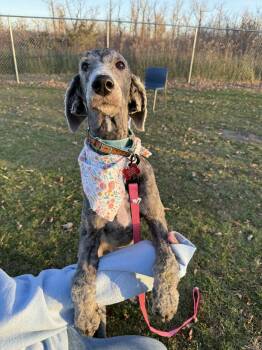 Rescue Sheepadoodle Dogs for Adoption - Jazzy | PetCurious