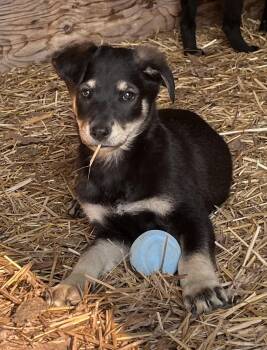 Skipper -  Mixed Breed Dog for Adoption in Cando, Saskatchewan - Skipper | PetCurious