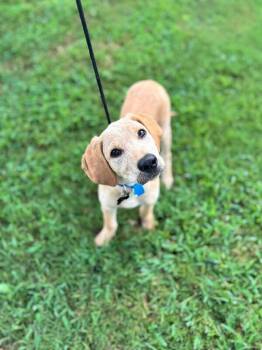 Bodhi -  Labrador Retriever and Mixed Breed Dog for Adoption in Aiken, South Carolina - Bodhi | PetCurious