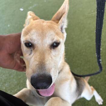 Lillith -  Dutch Shepherd and Husky Dog for Adoption in West Palm Beach, Florida - Lillith | PetCurious