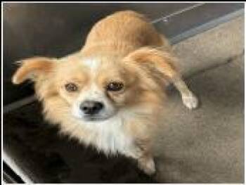 AAD New Arrival! Bruno - 26138 -  Pomeranian Dog for Adoption in Armonk, New York - AAD New Arrival! Bruno - 26138 | PetCurious