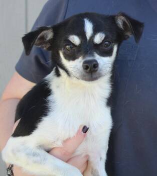 Chihuahua and Mixed Breed Dogs Available for Adoption in Vacaville, California - Duke | PetCurious