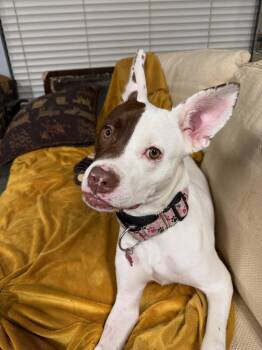 Pit Bull Terrier Dogs Available for Adoption - Kya Rose | PetCurious