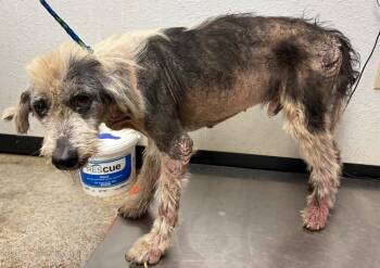 Old English Sheepdog Dogs Available for Adoption in Lockhart, Texas - Pulgoso | PetCurious