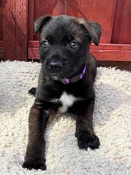 Charley -  Belgian Shepherd Malinois Dog for Adoption in Pleasant Hill, California - Charley | PetCurious