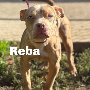 Reba 260726 -  Mixed Breed Dog for Adoption in Gladstone, Michigan - Reba 260726 | PetCurious