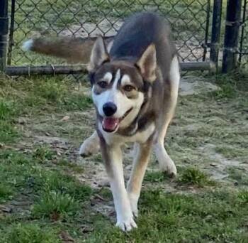 Husky and German Shepherd Dog Dogs Available for Adoption in Conway, South Carolina - Hopper | PetCurious
