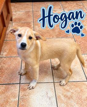 Hulk Hogan -  Labrador Retriever Dog for Adoption in Rock Hill, New York - Hulk Hogan | PetCurious