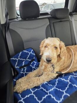 Rescue Golden Retriever and Standard Poodle Dogs for Adoption in Malvern, Pennsylvania - Kaya | PetCurious