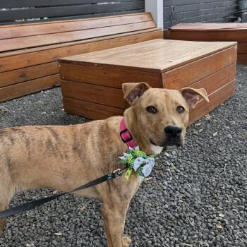 Coco WT -  Pit Bull Terrier and Labrador Retriever Dog for Adoption in Austin, Texas - Coco WT | PetCurious